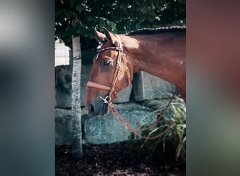 Lusitano, Wałach, 6 lat, 166 cm, Gniada