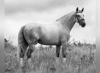 Lusitano, Wałach, 6 lat, 167 cm, Siwa jabłkowita