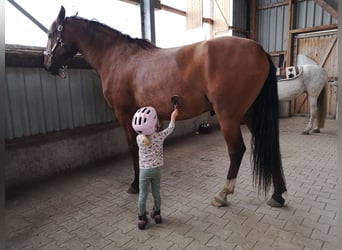 Lusitano, Wałach, 6 lat, 169 cm, Gniada