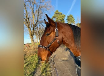 Lusitano, Wałach, 6 lat, 169 cm, Gniada
