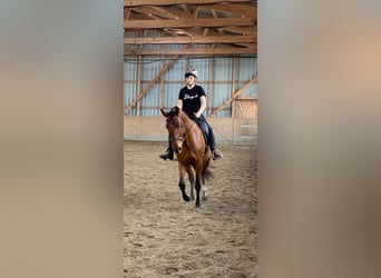 Lusitano, Wałach, 6 lat, 169 cm, Gniada