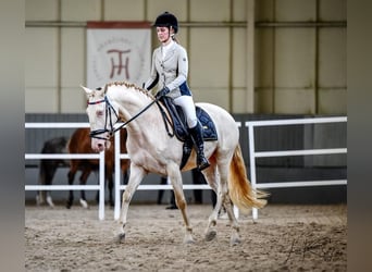 Lusitano, Wałach, 6 lat, Szampańska