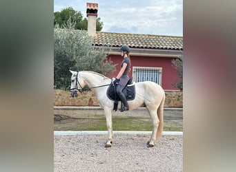 Lusitano, Wałach, 7 lat, 157 cm, Izabelowata