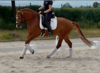 Lusitano, Wałach, 7 lat, 158 cm, Kasztanowata