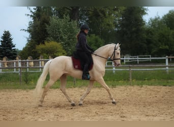 Lusitano, Wałach, 7 lat, 160 cm, Cremello