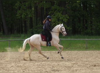 Lusitano, Wałach, 7 lat, 160 cm, Cremello