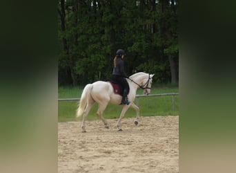 Lusitano, Wałach, 7 lat, 160 cm, Cremello