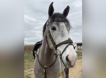 Lusitano, Wałach, 7 lat, 160 cm, Siwa