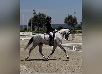 Lusitano, Wałach, 7 lat, 160 cm, Siwa