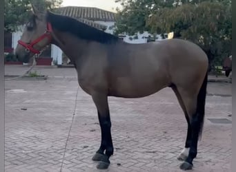 Lusitano, Wałach, 7 lat, 161 cm, Bułana