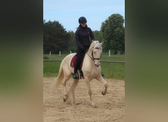 Lusitano, Wałach, 7 lat, 161 cm, Cremello