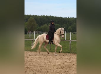 Lusitano, Wałach, 7 lat, 161 cm, Cremello