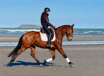 Lusitano, Wałach, 7 lat, 162 cm, Gniada