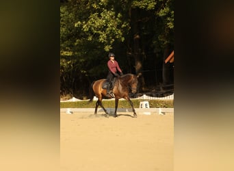 Lusitano, Wałach, 7 lat, 164 cm, Ciemnogniada