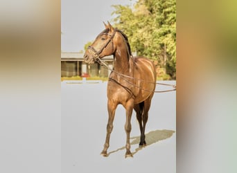 Lusitano, Wałach, 7 lat, 164 cm, Ciemnogniada