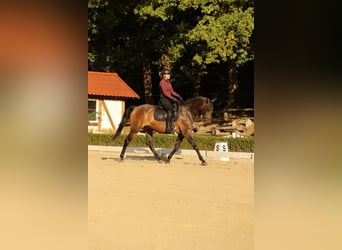Lusitano, Wałach, 7 lat, 164 cm, Ciemnogniada