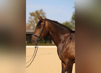 Lusitano, Wałach, 7 lat, 164 cm, Ciemnogniada