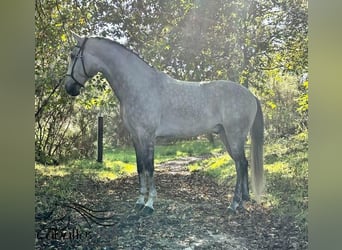 Lusitano, Wałach, 7 lat, 165 cm, Siwa