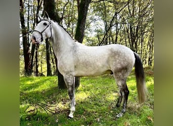 Lusitano, Wałach, 7 lat, 165 cm, Siwa