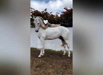 Lusitano, Wałach, 7 lat, 170 cm, Biała