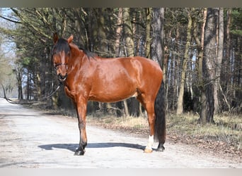 Lusitano, Wałach, 7 lat, 170 cm, Gniada
