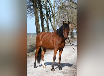 Lusitano, Wałach, 7 lat, 170 cm, Gniada
