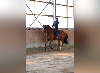 Lusitano, Wałach, 7 lat, 170 cm, Gniada