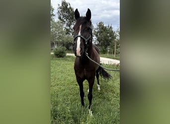 Lusitano, Wałach, 8 lat, 155 cm, Kara