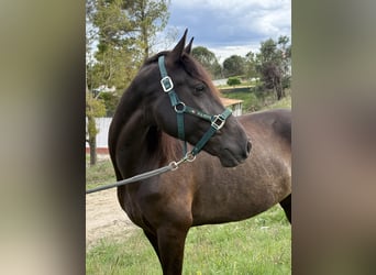 Lusitano, Wałach, 8 lat, 155 cm, Kara