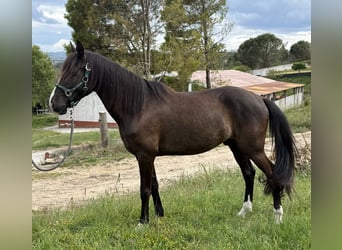 Lusitano, Wałach, 8 lat, 155 cm, Kara