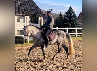 Lusitano Mix, Wałach, 8 lat, 157 cm, Siwa