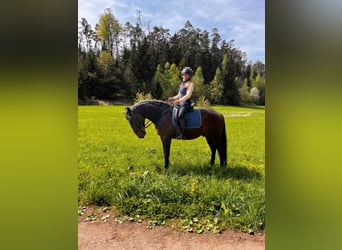 Lusitano, Wałach, 8 lat, 159 cm, Gniada