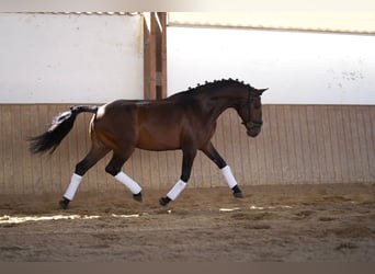 Lusitano, Wałach, 8 lat, 159 cm, Gniada