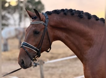 Lusitano Mix, Wałach, 8 lat, 159 cm, Gniada
