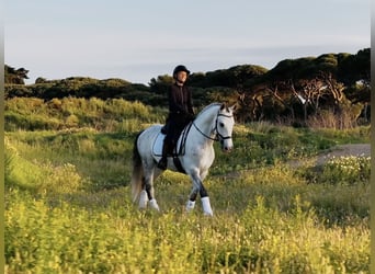 Lusitano, Wałach, 8 lat, 159 cm, Siwa