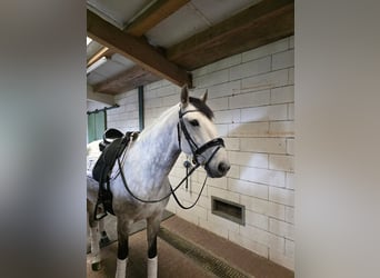 Lusitano, Wałach, 8 lat, 159 cm, Siwa