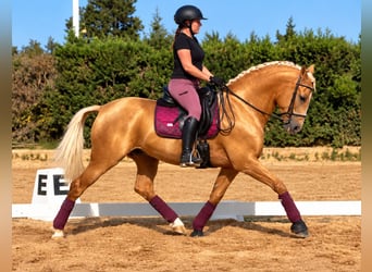 Lusitano, Wałach, 8 lat, 161 cm, Izabelowata