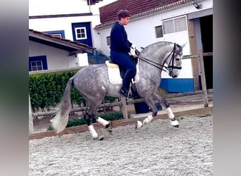 Lusitano, Wałach, 8 lat, 161 cm, Siwa
