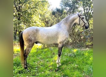Lusitano, Wałach, 8 lat, 163 cm, Siwa