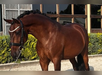 Lusitano, Wałach, 8 lat, 164 cm, Gniada