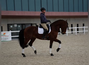 Lusitano, Wałach, 8 lat, 164 cm, Gniada