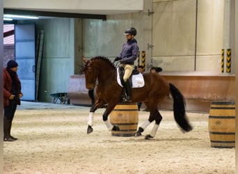 Lusitano, Wałach, 8 lat, 164 cm, Gniada
