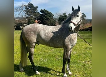 Lusitano, Wałach, 8 lat, 164 cm, Siwa