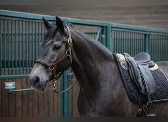 Lusitano, Wałach, 8 lat, 165 cm, Bułana