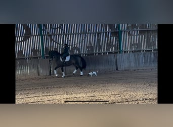 Lusitano, Wałach, 8 lat, 165 cm, Bułana