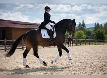 Lusitano, Wałach, 8 lat, 165 cm, Bułana