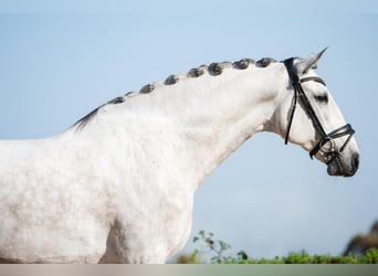 Lusitano, Wałach, 8 lat, 165 cm, Kasztanowatodereszowata