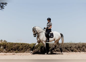 Lusitano, Wałach, 8 lat, 165 cm, Kasztanowatodereszowata