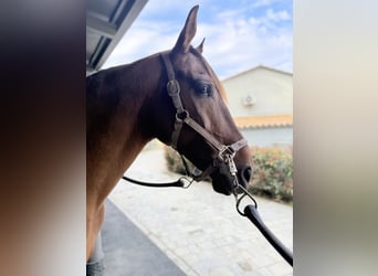 Lusitano Mix, Wałach, 8 lat, 167 cm, Gniada