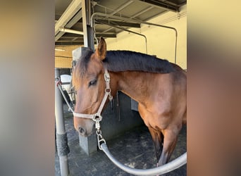 Lusitano Mix, Wałach, 8 lat, 167 cm, Gniada